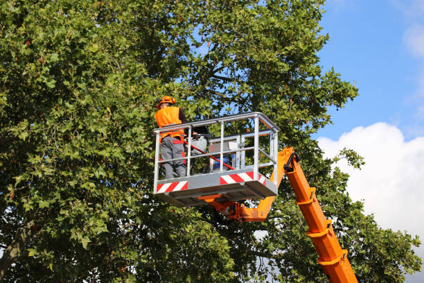 Best Storm Damage Tree Cleanup  in Cross City, FL